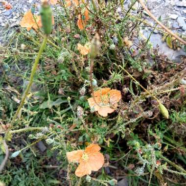 Atlantic Poppy