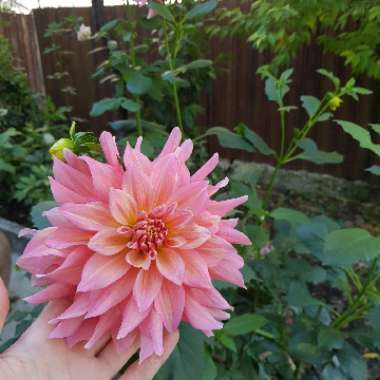 Dahlia 'Cafe au Lait' (Decorative)