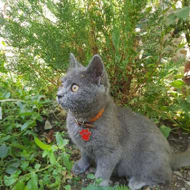 Mari's garden