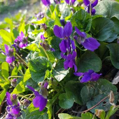 Sweet Violet