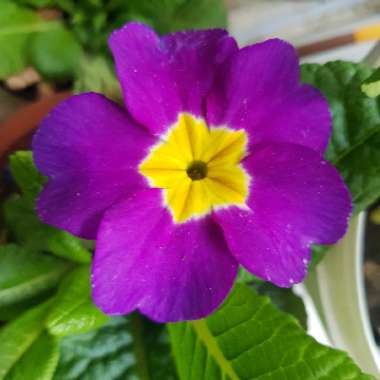 Primrose