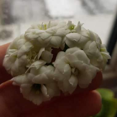 Kalanchoe