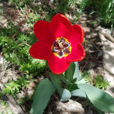 Tulip