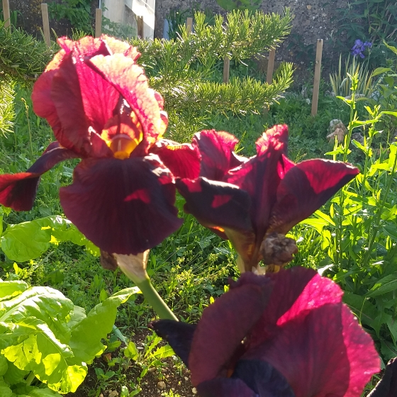 Plant image Iris x germanica 'Caliante'