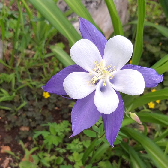 Plant image Aquilegia 'Blue Star'