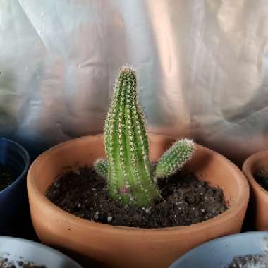 Peanut Cactus