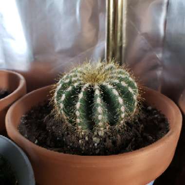 Ball Cactus