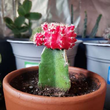 Moon Cactus (Graft)