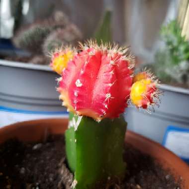 Moon Cactus (Graft)