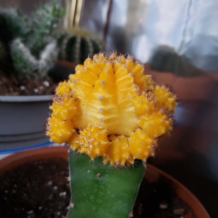 plant image 1301873