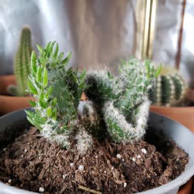 Roller Coaster Cactus