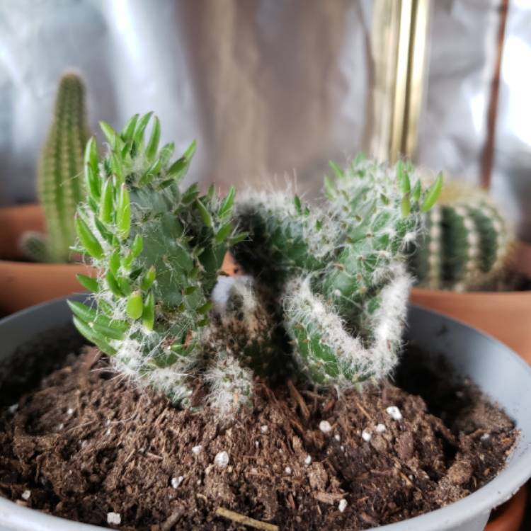 plant image 1301874