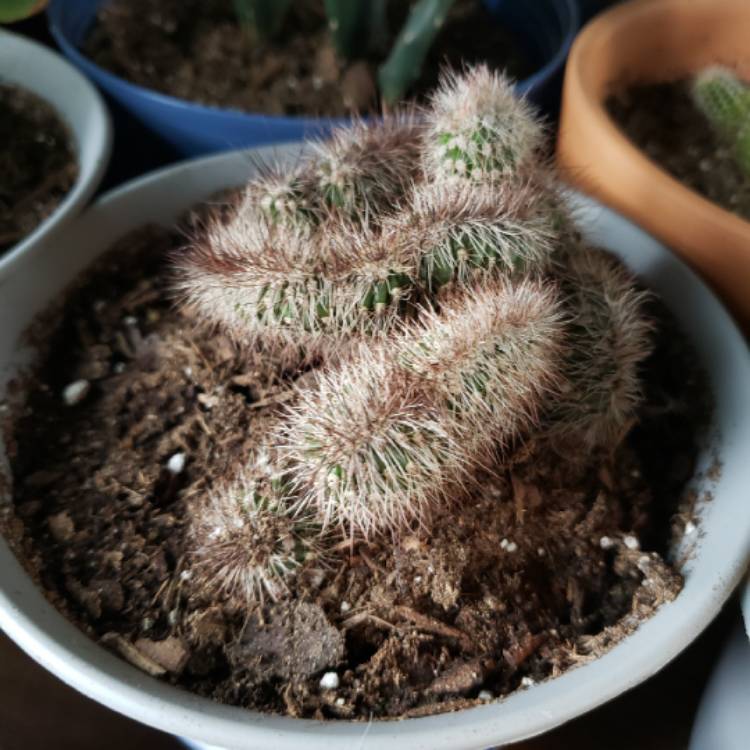 plant image 1301875