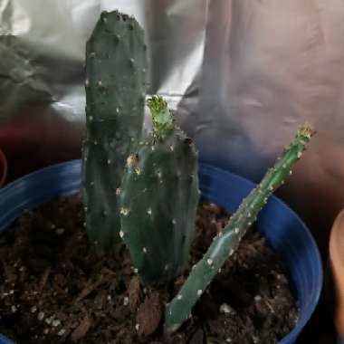 Prickly Pear