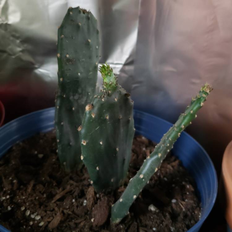 plant image 1301881