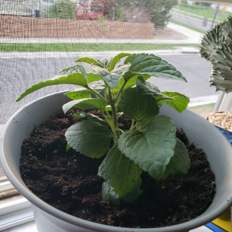 plant image 1301883