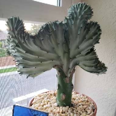Coral Cactus