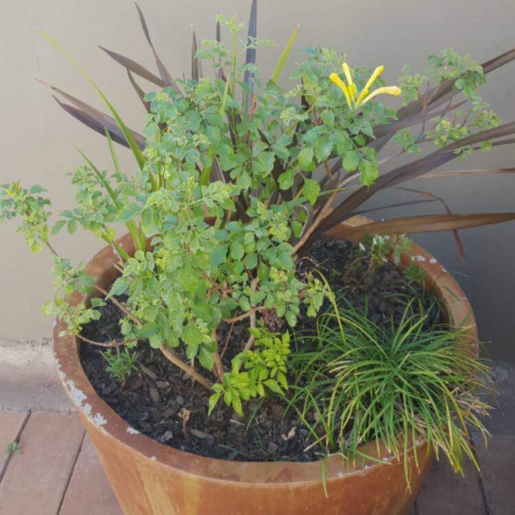 plant image 527297