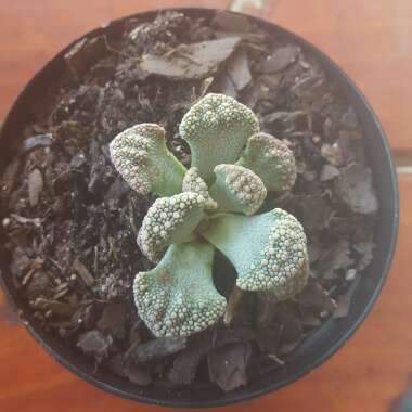 Titanopsis Calcarea (Living Jewel)