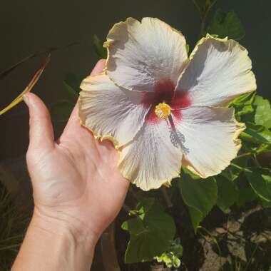 Hibiscus 'Creole Lady'
