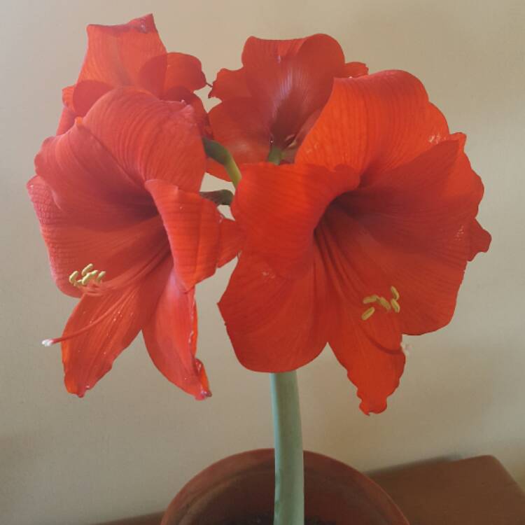 plant image 542532