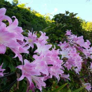 Amaryllis belladonna