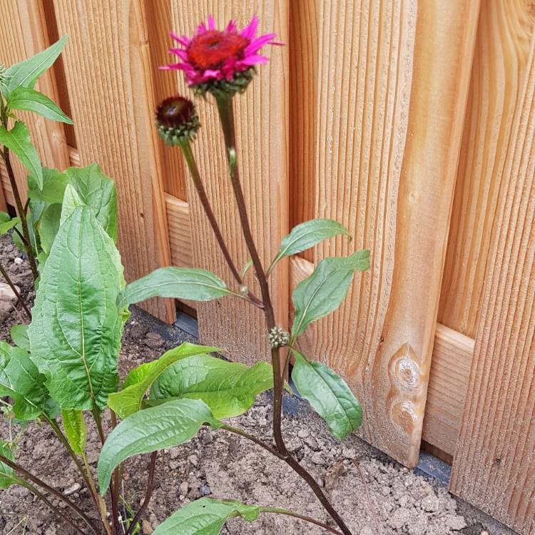 plant image 1135601
