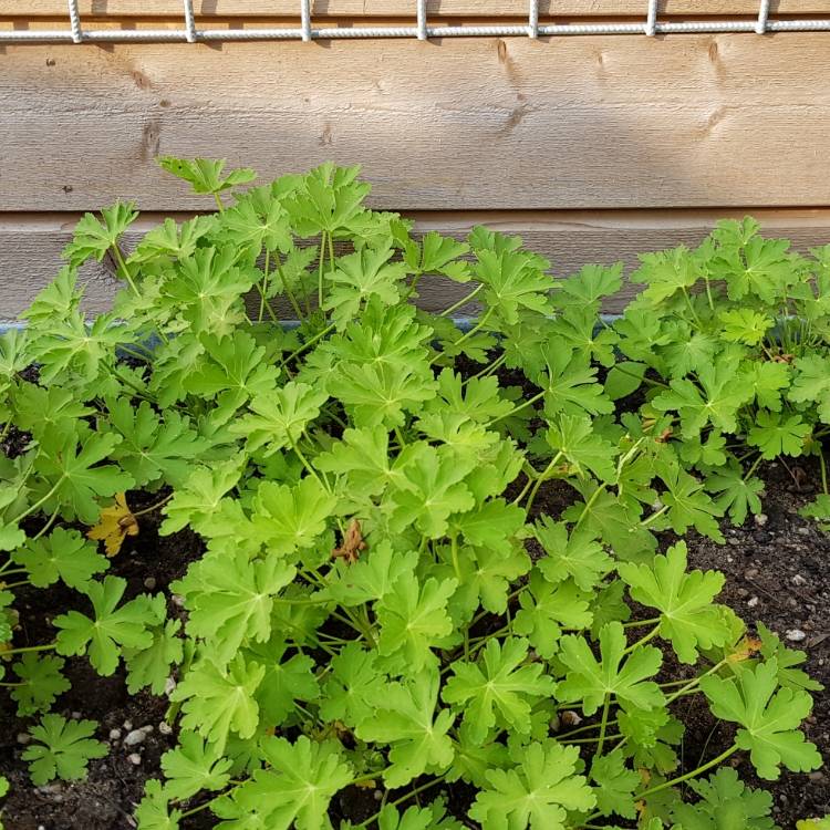 Plant image Geranium x cantabrigiense 'Biokovo'