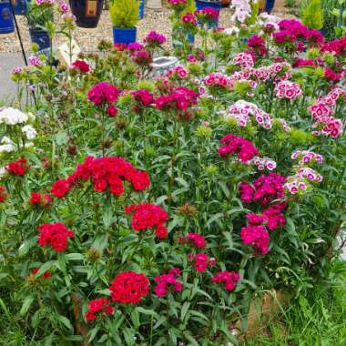 Sweet William