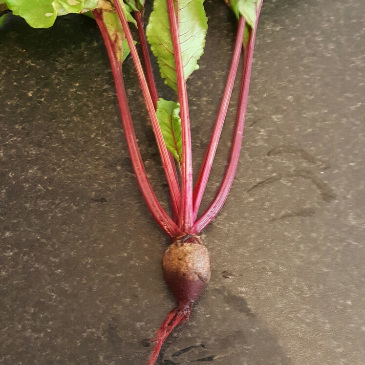 Beta Vulgaris, Beetroot - uploaded by @Martin68