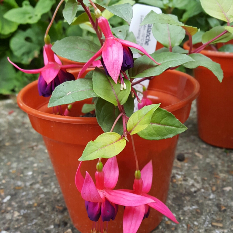 plant image 238122