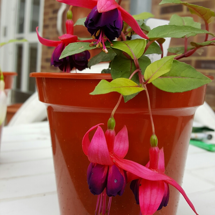 plant image 239643