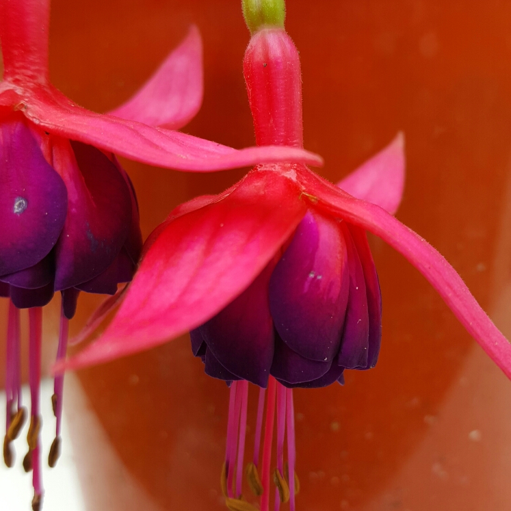 plant image 239649