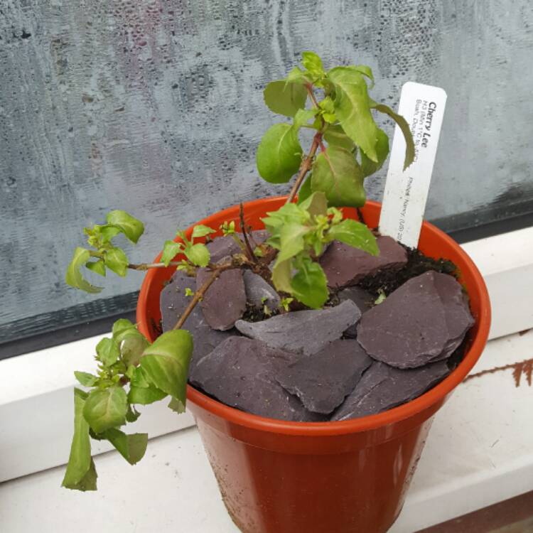 plant image 321564