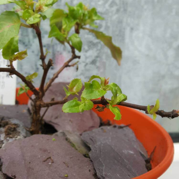 plant image 321570