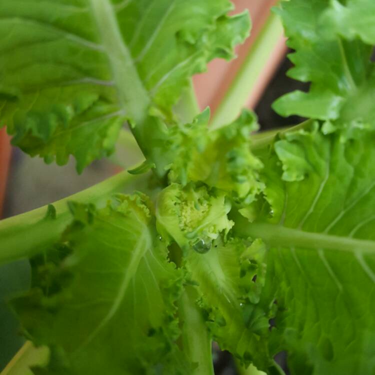plant image 324619 plant image 324619
