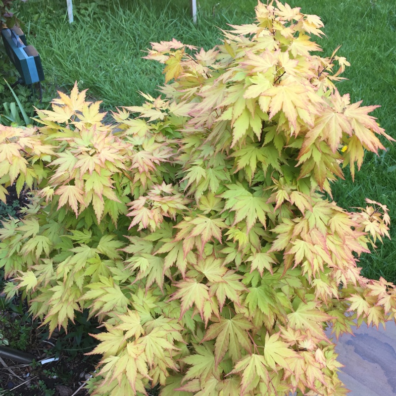 Japanese Maple 'Osakazuki'