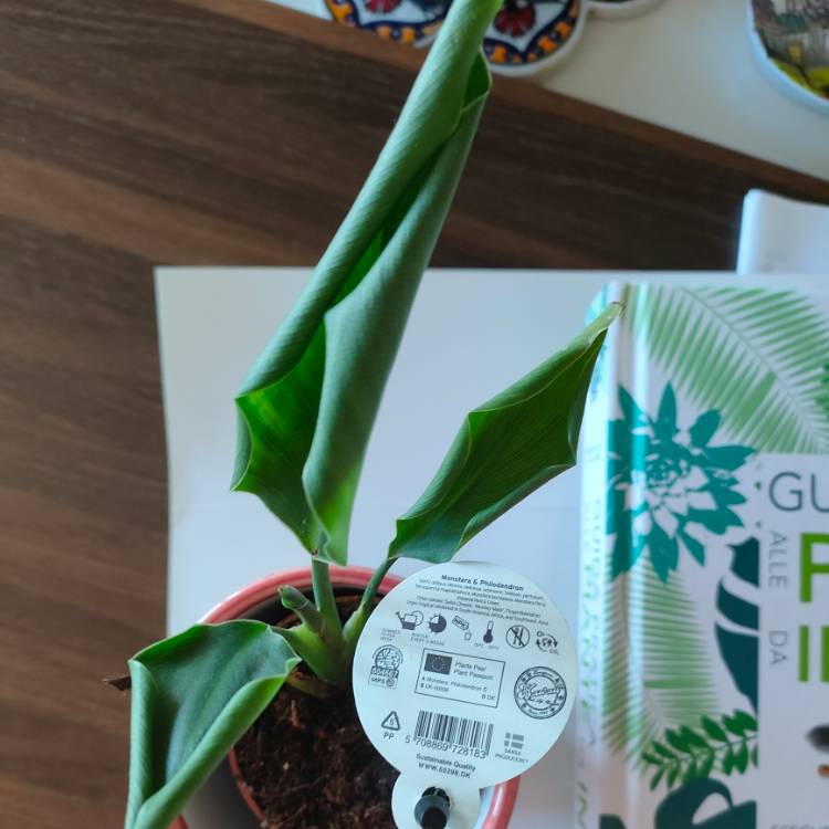 Plant image Philodendron x domesticum