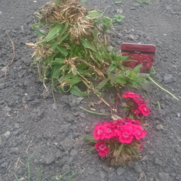 Plant image Dianthus barbatus 'Oeschberg'