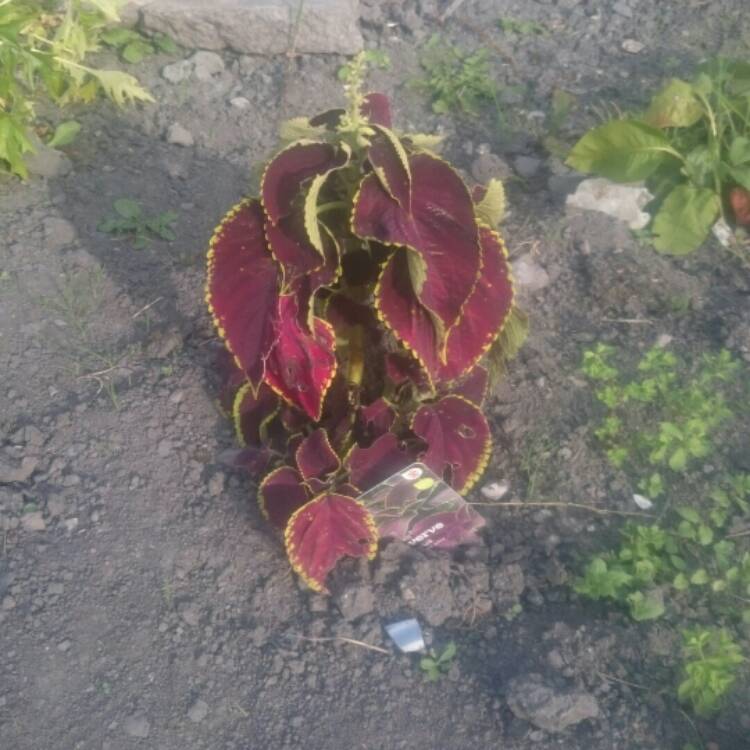 Plant image Solenostemon scutellarioides 'Chocolate Mint'