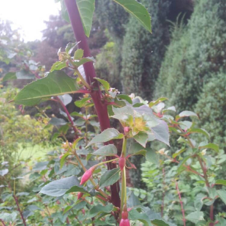 Plant image Fuchsia triphylla 'Thalia'