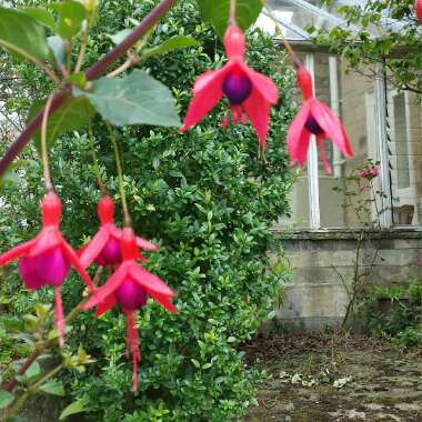 Martyn's garden