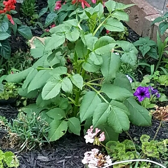 plant image 147445