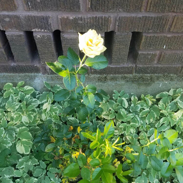 plant image 147642