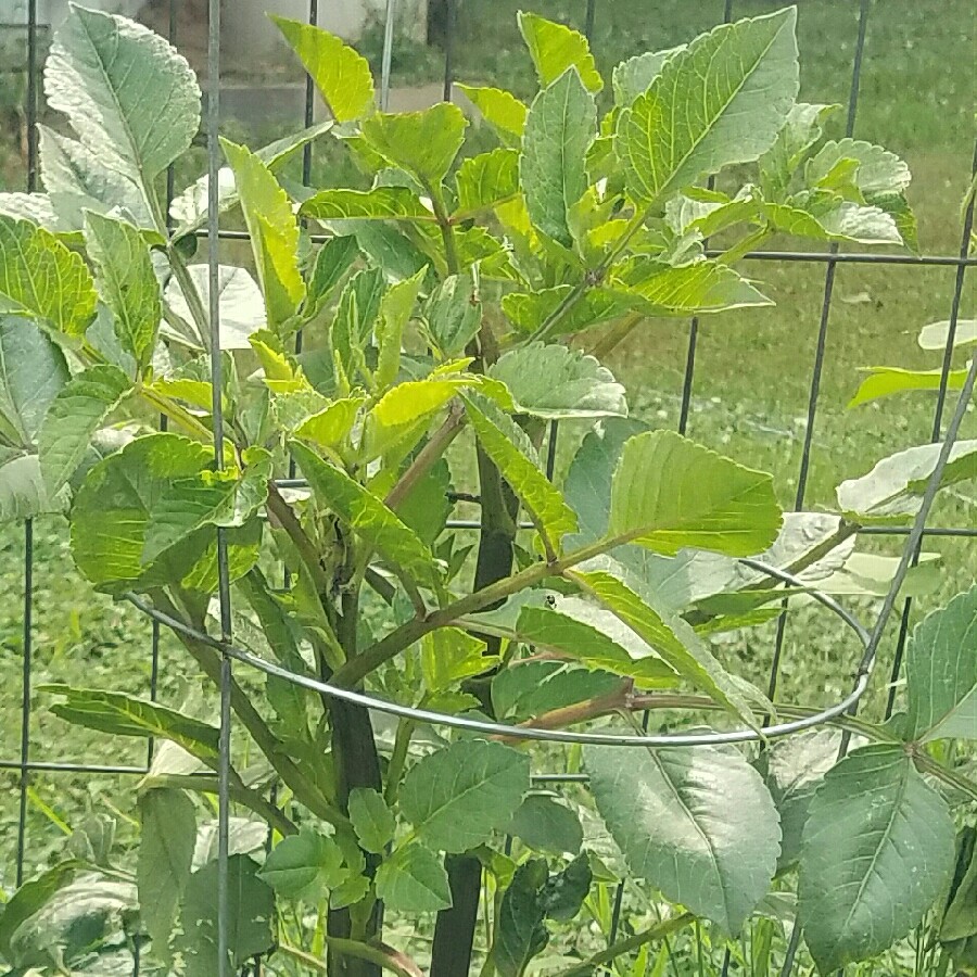 plant image 150862