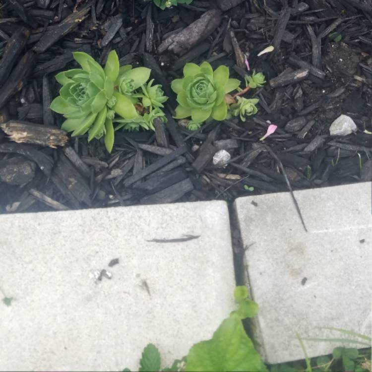 plant image 475897