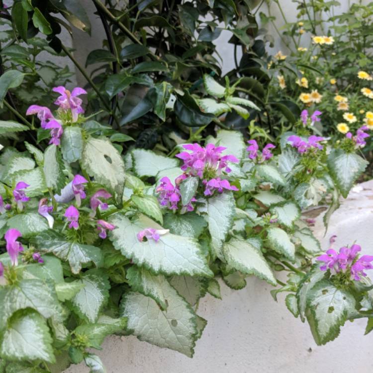 Plant image Lamium 'Maculatum' Beacon Silver'