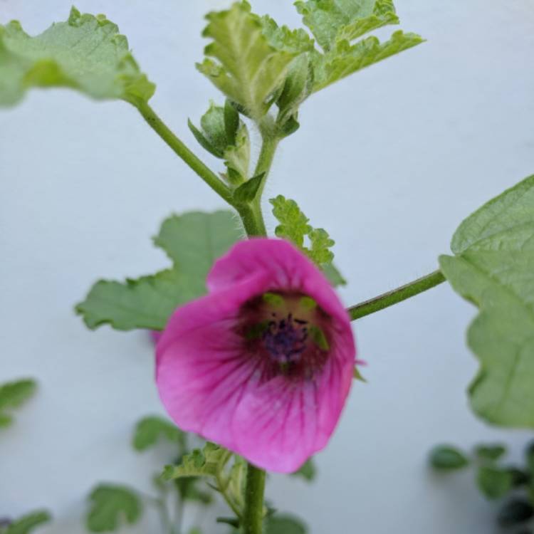 Plant image Anisodontea capensis