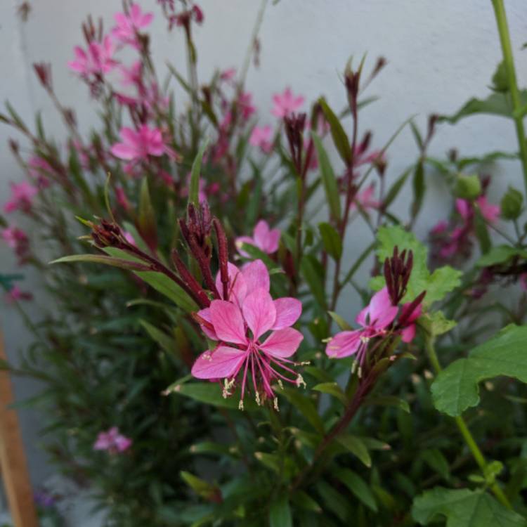 Plant image Oenothera lindheimeri 'Siskiyou Pink' syn. Gaura lindheimeri 'Siskiyou Pink'