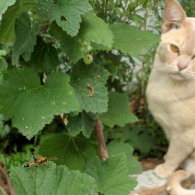 Marty's garden